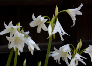 lillies funeral flowers