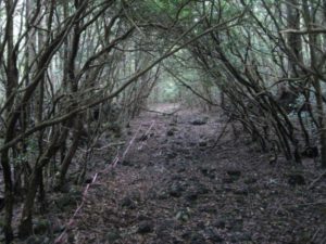 aokigahara forest