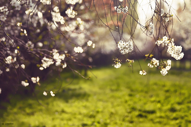 Important Decisions When Planning a Funeral